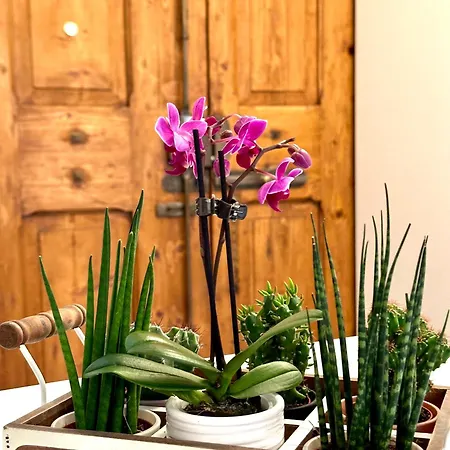 Casa Belfiore Apartament